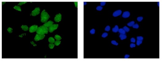 Immunocytochemistry/ Immunofluorescence - Anti-Emi1 [EPR15320-103] antibody (ab187144)