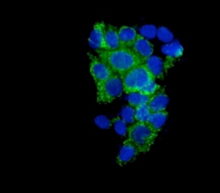 Immunocytochemistry/ Immunofluorescence - Anti-Emi1 [EPR15320-103] antibody (ab187144)