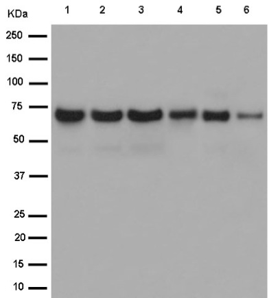 Western blot - Anti-PCK2 [EPR14224] antibody (ab187145)