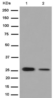 Western blot - Anti-Prostaglandin dehydrogenase 1 [EPR14332-19] antibody (ab187161)