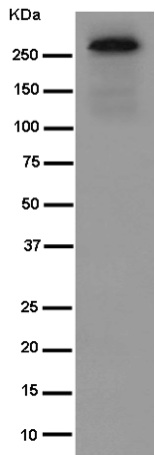 Western blot - Anti-NBEAL2 [EPR14501(B)] antibody - N-terminal (ab187162)