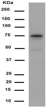 Western blot - Anti-POC5 [EPR14000-76] antibody - N-terminal (ab188330)