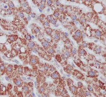 Immunohistochemistry (Formalin/PFA-fixed paraffin-embedded sections) - Anti-POC5 [EPR14000-76] antibody - N-terminal (ab188330)