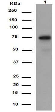 Western blot - Anti-POC5 [EPR14000-76] antibody - N-terminal (ab188330)