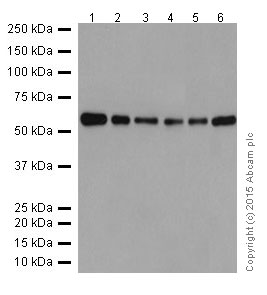 Western blot - Anti-DMAP1 antibody [EPR18179] (ab188407)