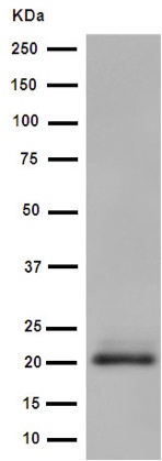 Western blot - Anti-MCEMP1 [EPR14393] antibody (ab188572)