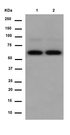 Western blot - Anti-PGM1 [EPR15240] antibody (ab188869)