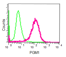 Flow Cytometry - Anti-PGM1 [EPR15240] antibody (ab188869)