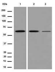 Western blot - Anti-PGM1 [EPR15240] antibody (ab188869)