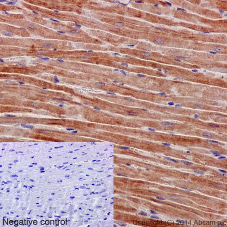 Immunohistochemistry (Formalin/PFA-fixed paraffin-embedded sections) - Anti-GBF1 [EPR14889] antibody - C-terminal (ab189512)