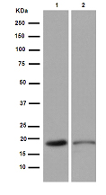 Western blot - Anti-NSG2 [EPR15389(B)] antibody - C-terminal (ab189513)