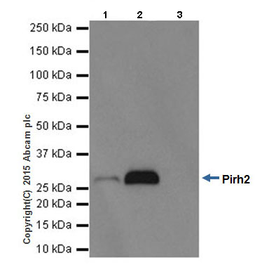 Immunoprecipitation - Anti-Pirh2 antibody [EPR18553] (ab189907)