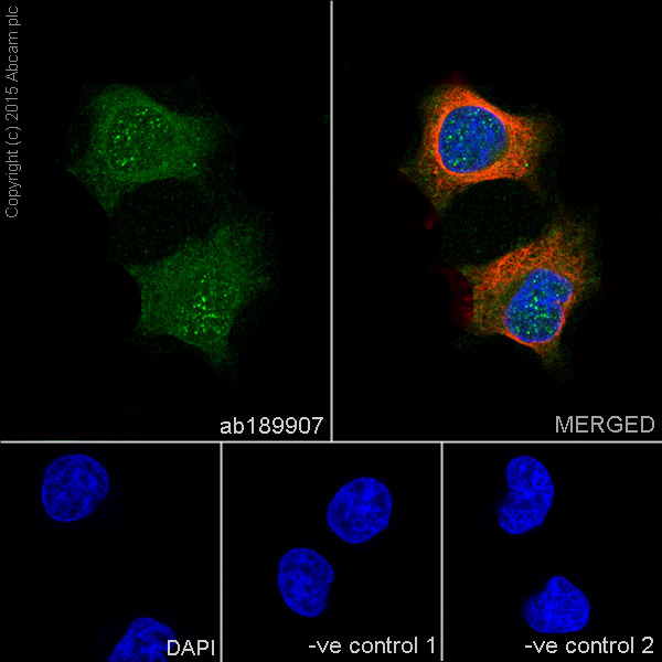 Immunocytochemistry/ Immunofluorescence - Anti-Pirh2 antibody [EPR18553] (ab189907)