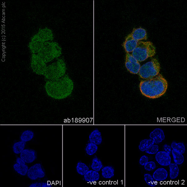 Immunocytochemistry/ Immunofluorescence - Anti-Pirh2 antibody [EPR18553] (ab189907)