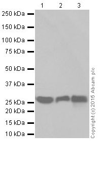 Western blot - Anti-Pirh2 antibody [EPR18553] (ab189907)