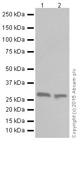 Western blot - Anti-Pirh2 antibody [EPR18553] (ab189907)