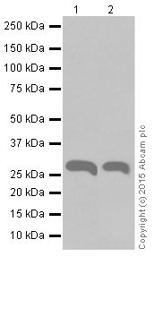 Western blot - Anti-Pirh2 antibody [EPR18553] (ab189907)