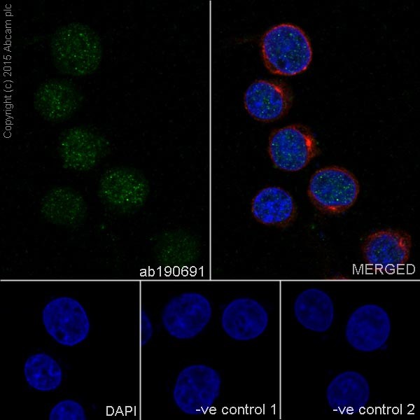 Immunocytochemistry/ Immunofluorescence - Anti-Ikaros antibody [EPR13791] - C-terminal (ab190691)