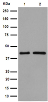 Western blot - Anti-GALR3 [EPR15055] antibody - C-terminal (ab190694)