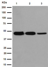 Western blot - Anti-GALR3 [EPR15055] antibody - C-terminal (ab190694)