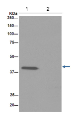 Immunoprecipitation - Anti-GALR3 [EPR15055] antibody - C-terminal (ab190694)