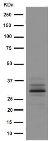 Western blot - Anti-Intra Acrosomal Protein [EPR15667(B)] antibody (ab191075)