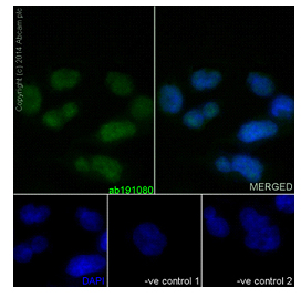 Immunocytochemistry/ Immunofluorescence - Anti-KMT6 / EZH2 [EPR9307(2)] antibody - N-terminal (ab191080)