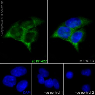 Immunocytochemistry/ Immunofluorescence - Anti-EIF3S4 antibody [EPR16146] (ab191422)