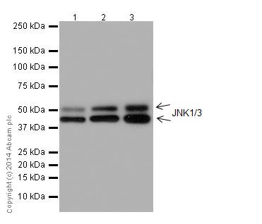 Western blot - Anti-JNK1 + JNK3 antibody [EPR16797-194] (ab191603)