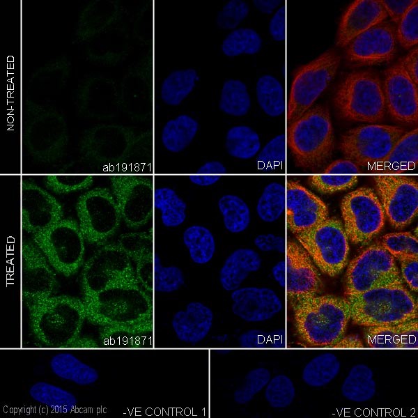 Immunocytochemistry/ Immunofluorescence - Anti-DDIT4 antibody [EPR18716] (ab191871)