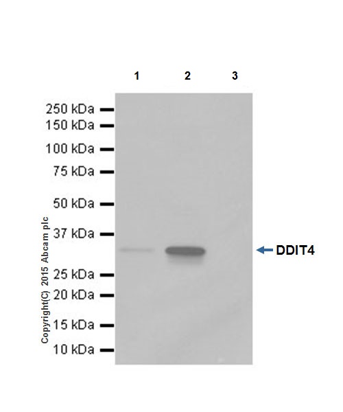 Immunoprecipitation - Anti-DDIT4 antibody [EPR18716] (ab191871)