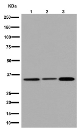 Immunocytochemistry/ Immunofluorescence - Anti-CDCA5 antibody [EPR16331] - C-terminal (ab192237)