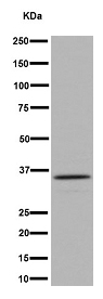 Western blot - Anti-CDCA5 antibody [EPR16331] - C-terminal (ab192237)