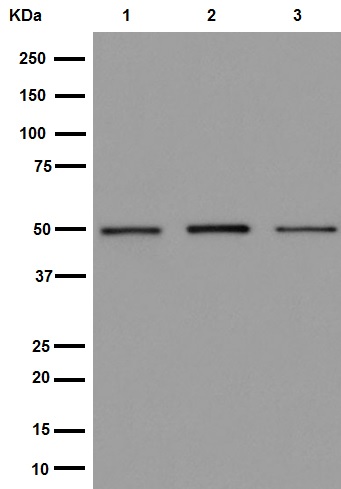 Western blot - Anti-Pigu antibody [EPR16424] - C-terminal (ab192255)