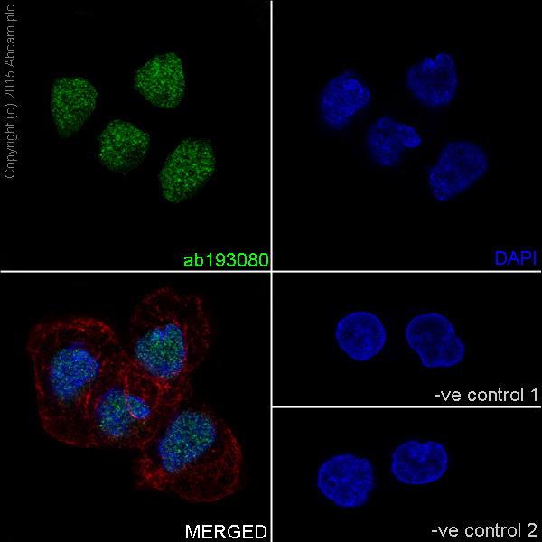 Immunocytochemistry/ Immunofluorescence - Anti-LSD2 / AOF1 antibody [EPR18508] (ab193080)
