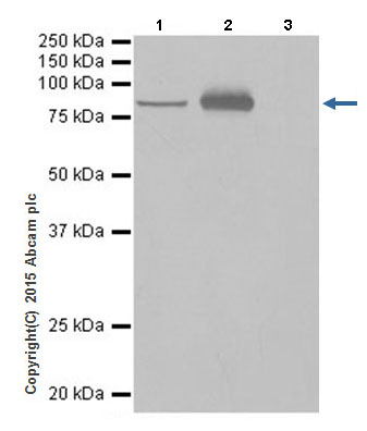 Immunoprecipitation - Anti-LSD2 / AOF1 antibody [EPR18508] (ab193080)
