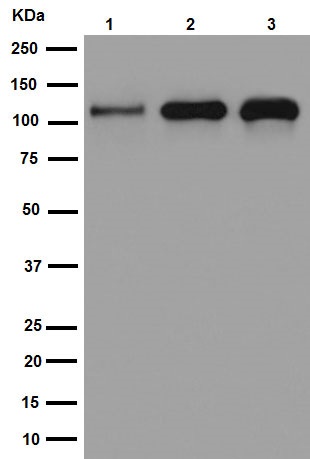 Western blot - Anti-Kinesin 5C antibody [EPR16224-32] (ab193352)