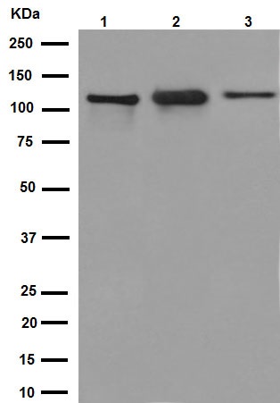 Western blot - Anti-Kinesin 5C antibody [EPR16224-32] (ab193352)
