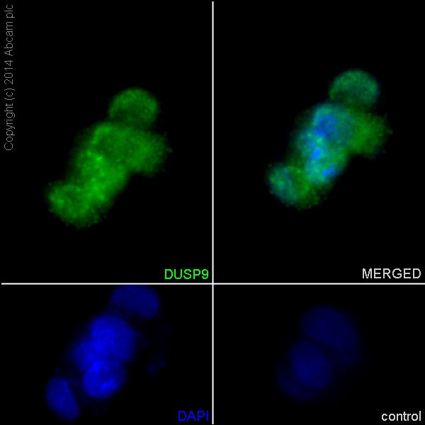 Immunocytochemistry/ Immunofluorescence - Anti-DUSP9 antibody [EPR15541] (ab194355)