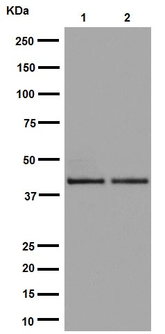 Western blot - Anti-DUSP9 antibody [EPR15541] (ab194355)