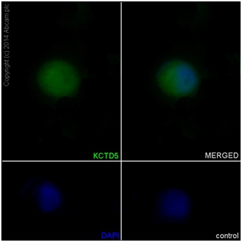 Immunocytochemistry/ Immunofluorescence - Anti-KCTD5 antibody [EPR16312] (ab194825)