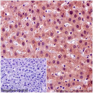 Immunohistochemistry (Formalin/PFA-fixed paraffin-embedded sections) - Anti-KCTD5 antibody [EPR16312] (ab194825)