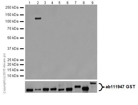 Western blot - Anti-PKC beta 1 antibody [EPR18512] (ab195039)