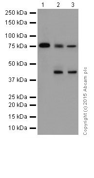 Western blot - Anti-PKC beta 1 antibody [EPR18512] (ab195039)