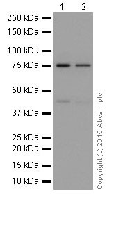 Western blot - Anti-PKC beta 1 antibody [EPR18512] (ab195039)