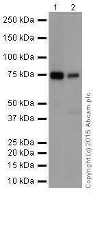 Western blot - Anti-PKC beta 1 antibody [EPR18512] (ab195039)