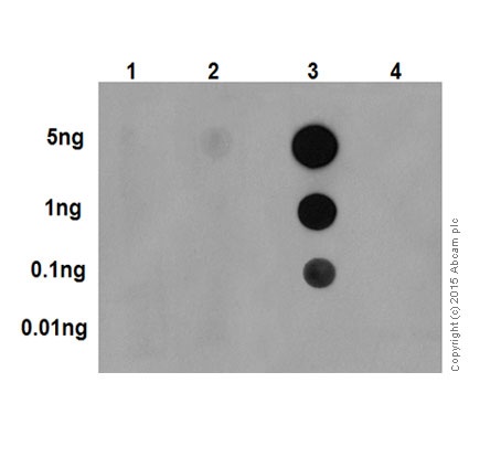 Dot Blot - Anti-p38 (phospho T180 + Y182) antibody [EPR18120] (ab195049)
