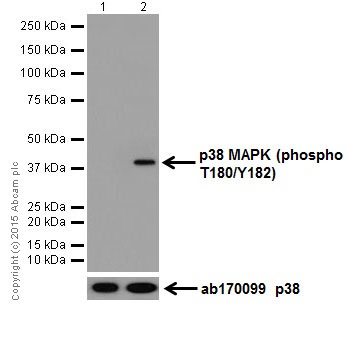 Western blot - Anti-p38 (phospho T180 + Y182) antibody [EPR18120] (ab195049)