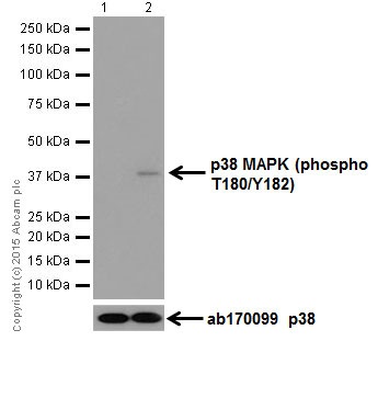 Western blot - Anti-p38 (phospho T180 + Y182) antibody [EPR18120] (ab195049)