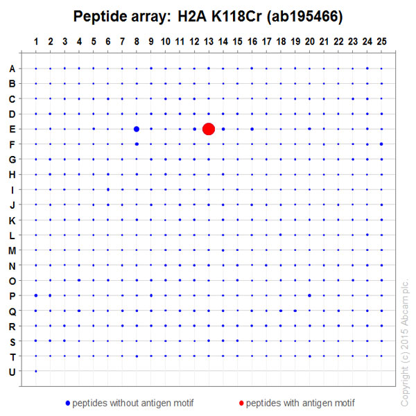 Peptide Array - Anti-Histone H2A (croto<i></i>nyl K118) antibody [EP18768] (ab195466)